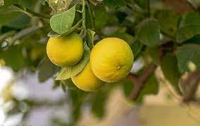 FRESH LEMON